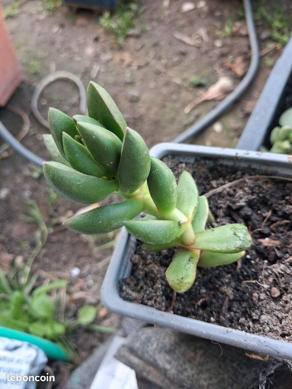Crassula Benjamin n43 (image 1)