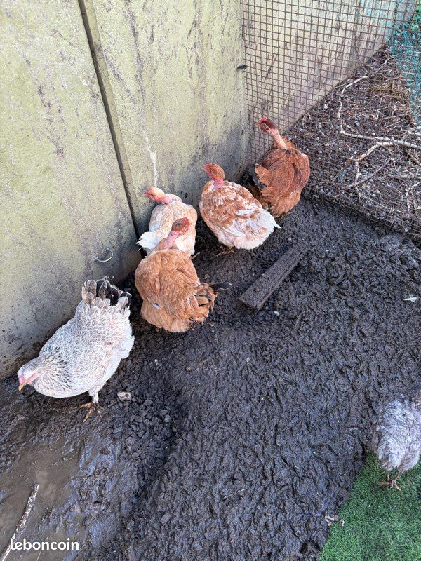 Poule connue (image 1)