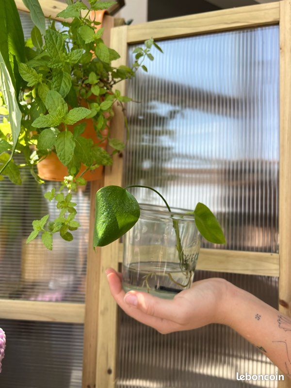 Bouture hydroculture Monstera Deliciosa - Jardin & Plantes