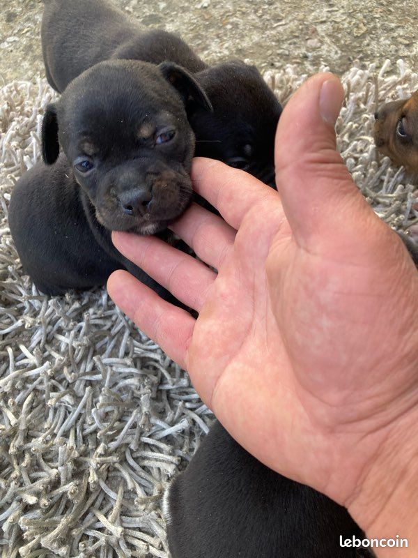 Chiots staffie (image 2)