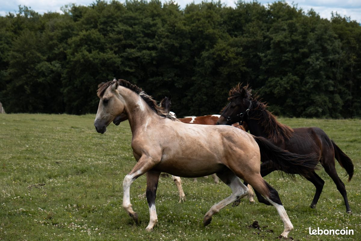 American Azteca Horse (image 2)