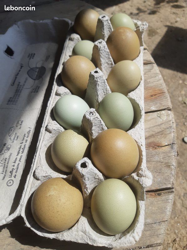 Œufs fécondés poule olivette (image 1)