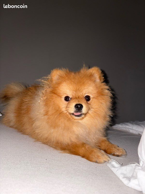 Saillie – Spitz Nain LOF Orange ✨ (image 1)