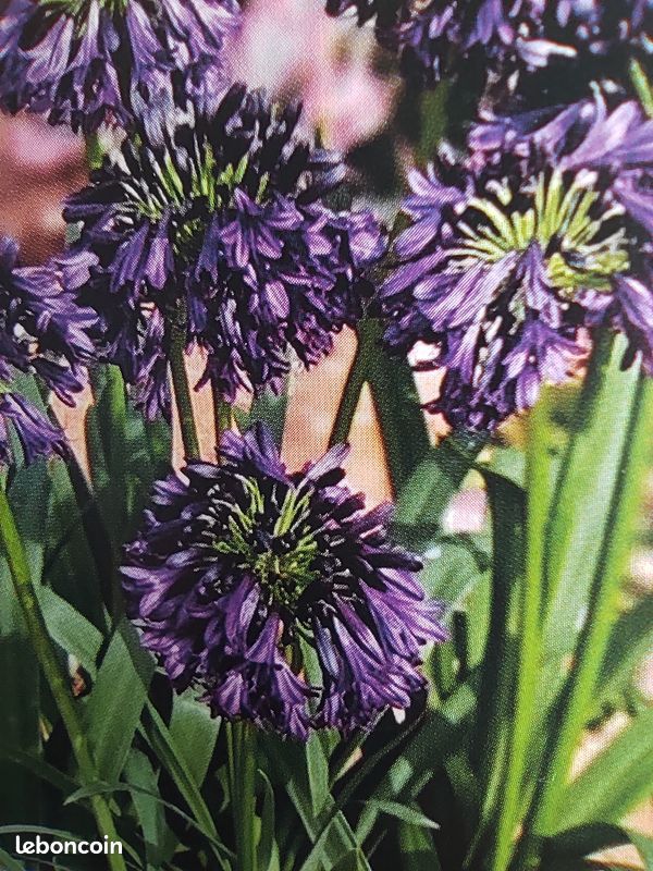 Agapanthe noir " Black jack" en motte (image 1)