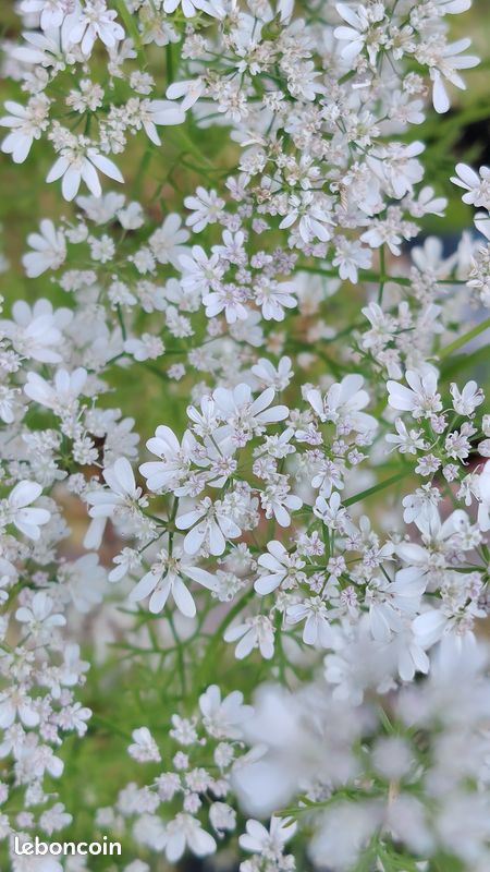30 graines de Coriandre plante aromatique - graines reproductibles (image 2)
