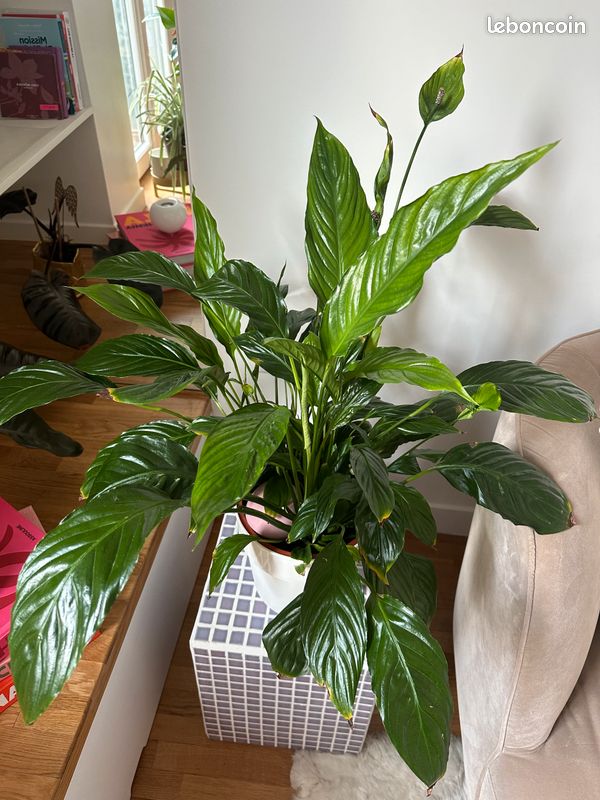 Un spathiphyllum (fleur de paix) (image 1)