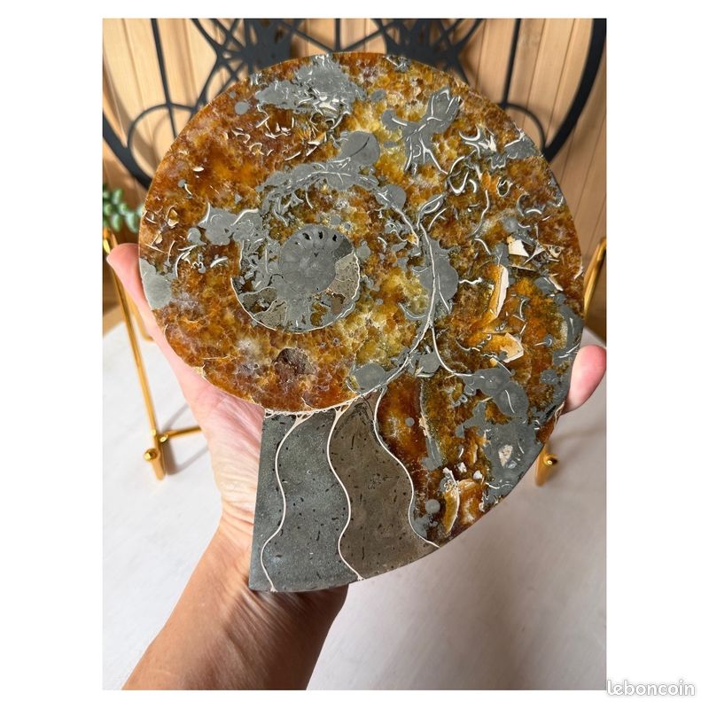 Ammonite (1.71kg) (image 4)