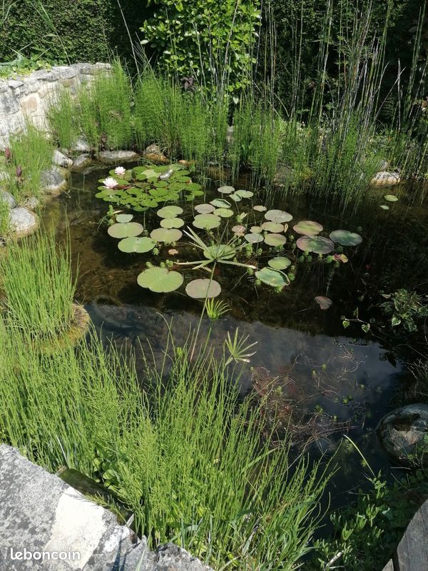 Lot de plantes aquatiques pour bassin (image 1)