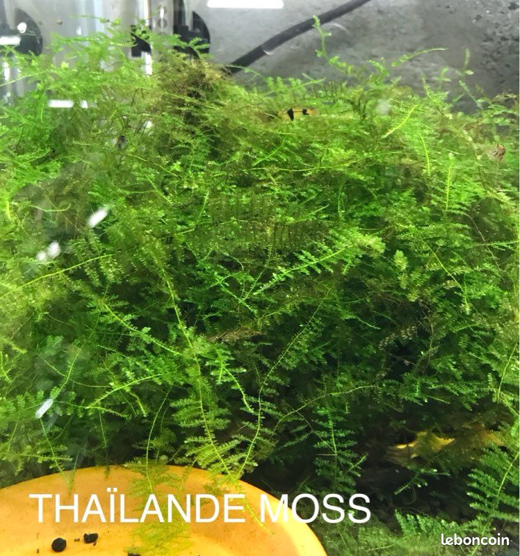 Mousse aquarium chrismas, Thaïlande et rare Moss (image 1)