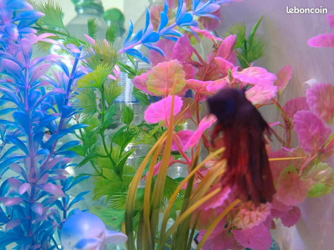Aquarium inwa stone 13 litres (image 2)
