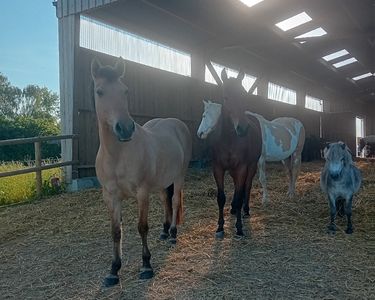 Ligne De Fente Pour Cheval - 24 Pieds - Occasion