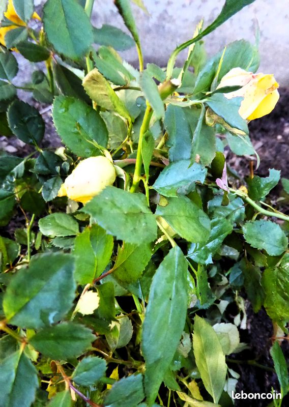 Lot de 8 mini-rosiers jaune (image 2)