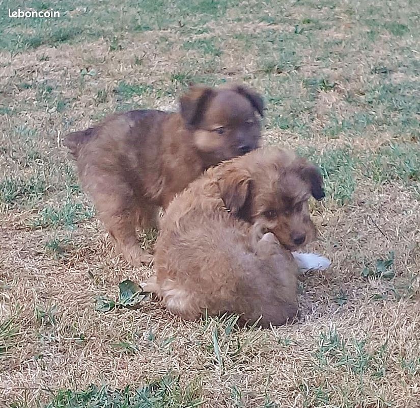 Chiots Berger des Pyrenees / Labrits (image 3)