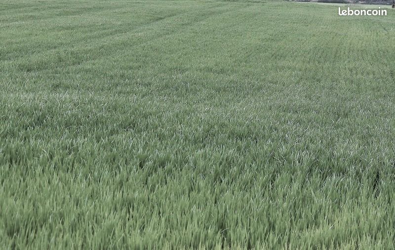 Terrain agricole 25 445 m² Dange Saint Romain · à Dangé-Saint-Romain · 21 000 €
