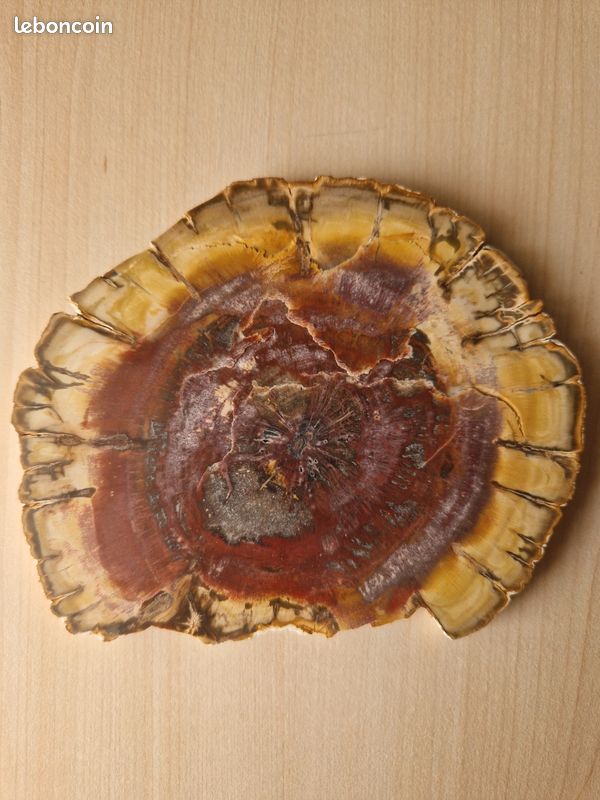 Bois fossilisé (image 1)