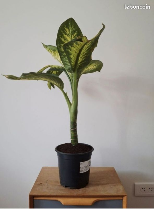 🌿 Dieffenbachia seguine Lemon Tropic (H70cm) (image 4)