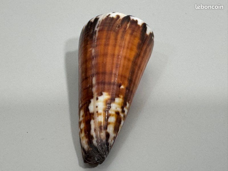 Coquillage de collection Strategoconus generalis ? 6,4 cm , vintage années 70 , excellent état (image 6)