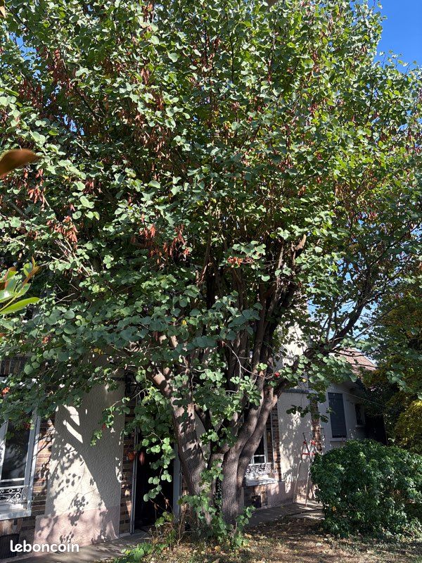 Pied arbre de judée (image 3)