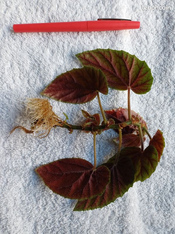 Bégonia Metallica, 1 bouture racinée (image 2)