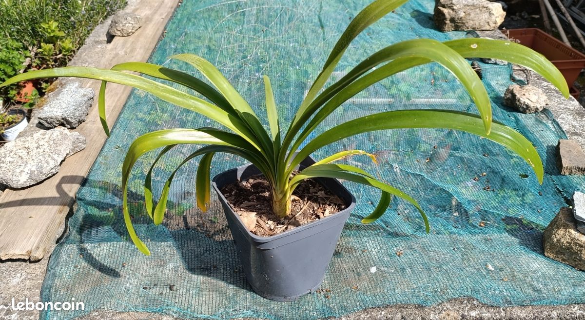 Agapanthe en pot (image 2)