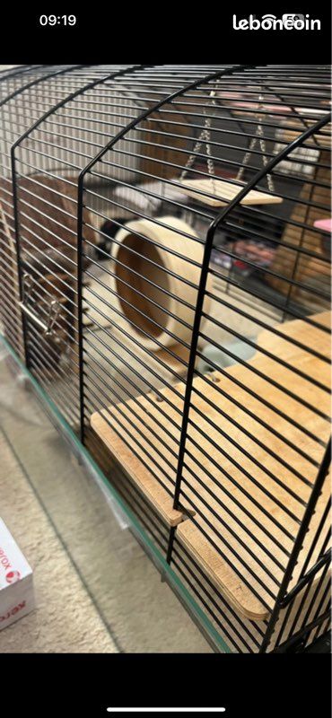 Cage hamster (image 2)