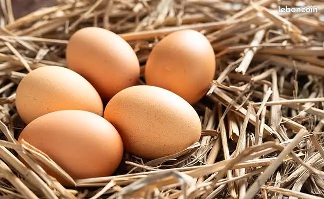 Oeufs fécondés de poules (image 1)