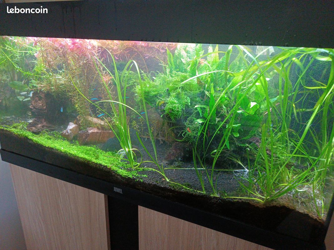 Aquarium 180L Juwel Rio complet et son meuble - Accessoires animaux