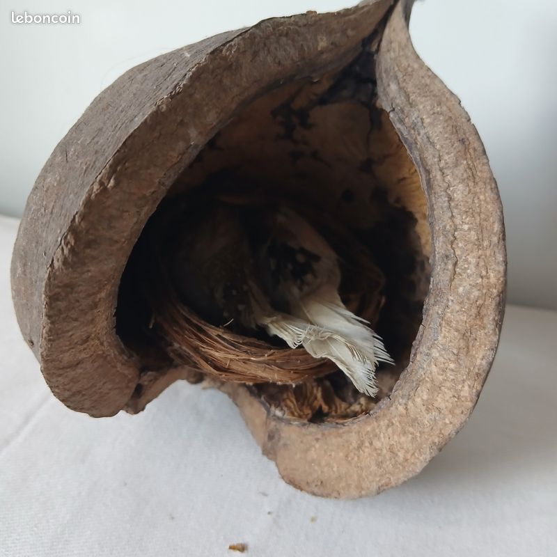 Nichoir noix de coco avec nid vintage (image 1)