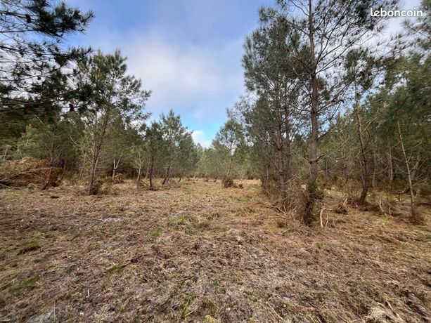 Terrain forestier 3000 m2