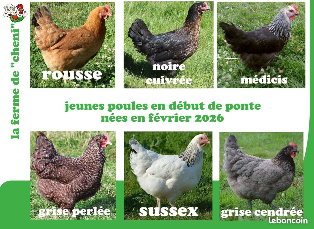 Jeunes poules pondeuses (image 1)