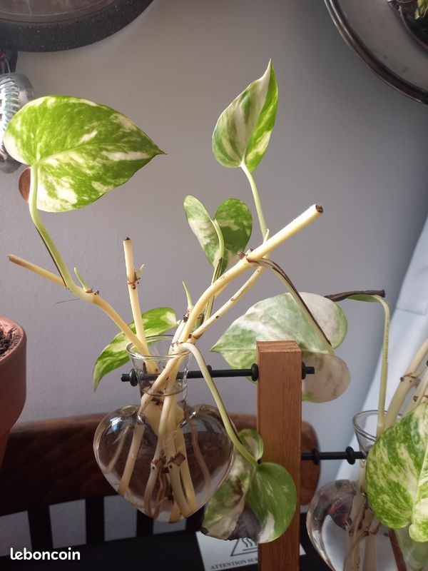 Bouture plantes - pothos (image 1)
