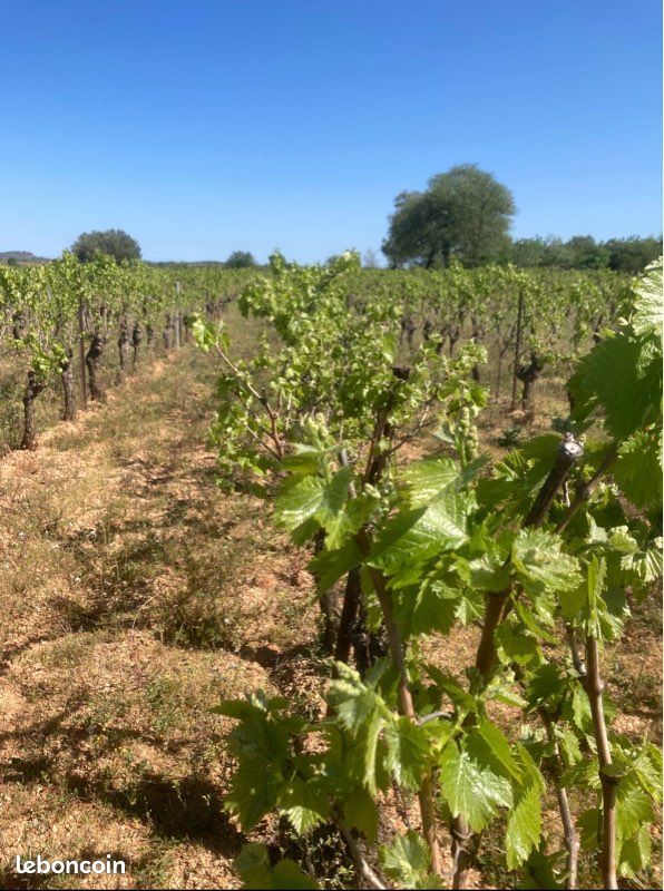 Vignes à vendre – 8905 m² – Montblanc (34290) · 10 000 €
