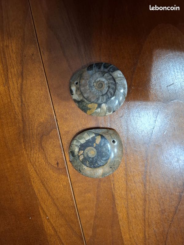 Lot de 2 ammonites fossiles Goniatite polies et sciées en pendentif (image 6)