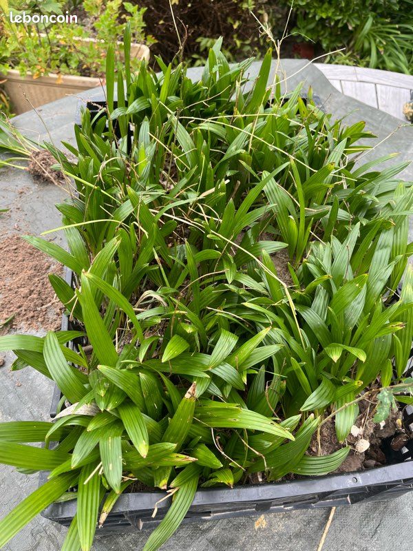 Palmiers Trachycarpus fortunei en godet (2 feuilles) (image 2)