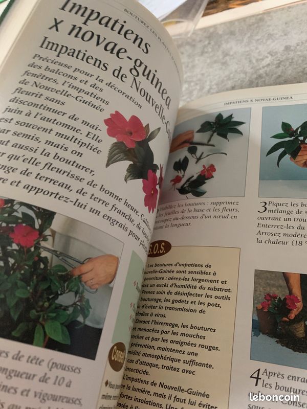 Bouturez les plantes d’appartement (image 4)