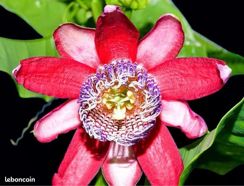 Plantes grimpantes à fleurs (image 9)