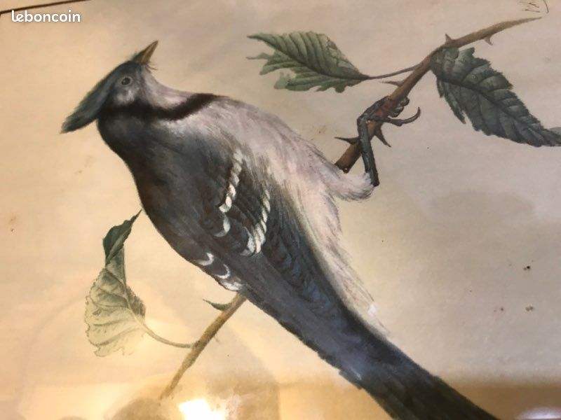 Tableau oiseau (image 5)