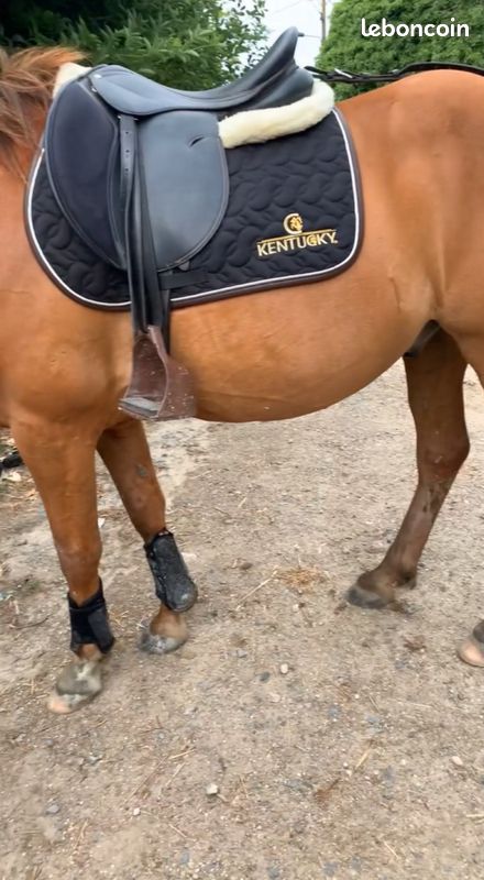 Guêtres Fouganza taille poney (image 3)