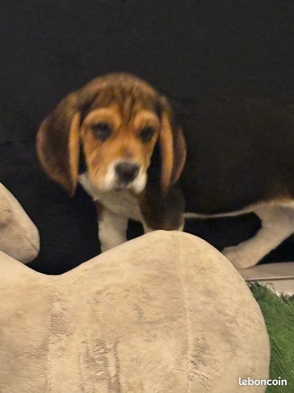 Chiots Beagle NON LOF (image 2)
