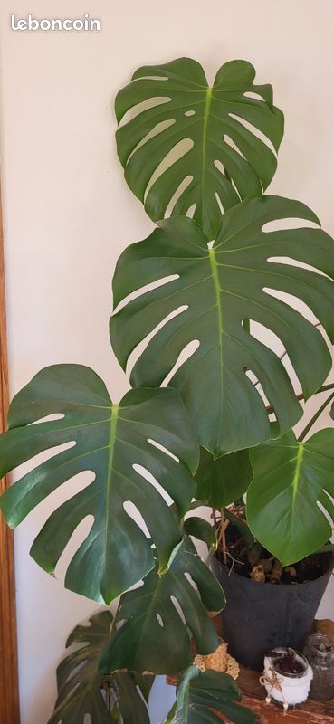 philodendron golden dragon Philodendron Golden Dragon – Lost in the Forrest main image 0