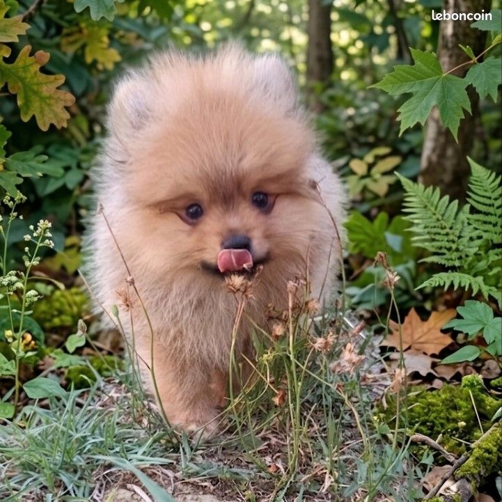 Spitz nain (image 2)