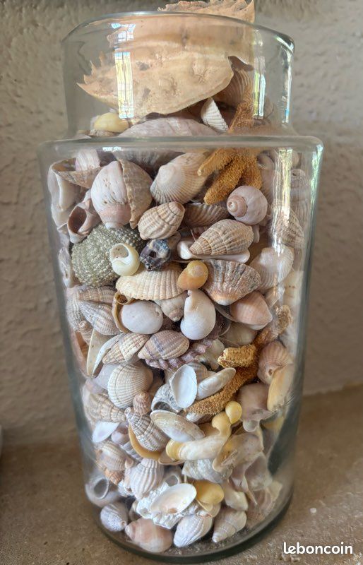 Bocal de 20 cm avec divers coquillages (image 2)