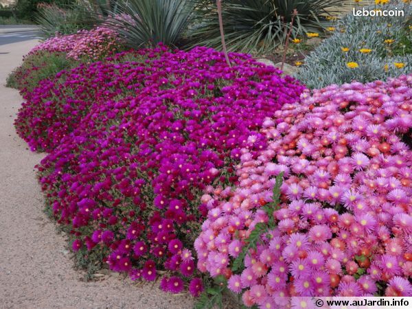 Ficoide plante vivace (image 2)