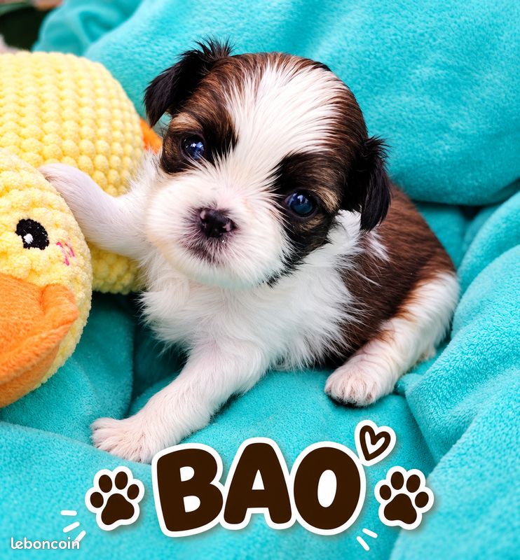 Superbes chiots shih tzu (image 2)
