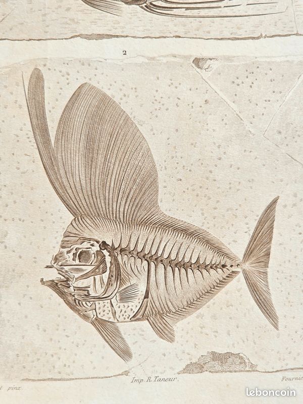 Curieuse gravure ancienne (+150 ans) Squelettes de poissons fossiles (image 4)