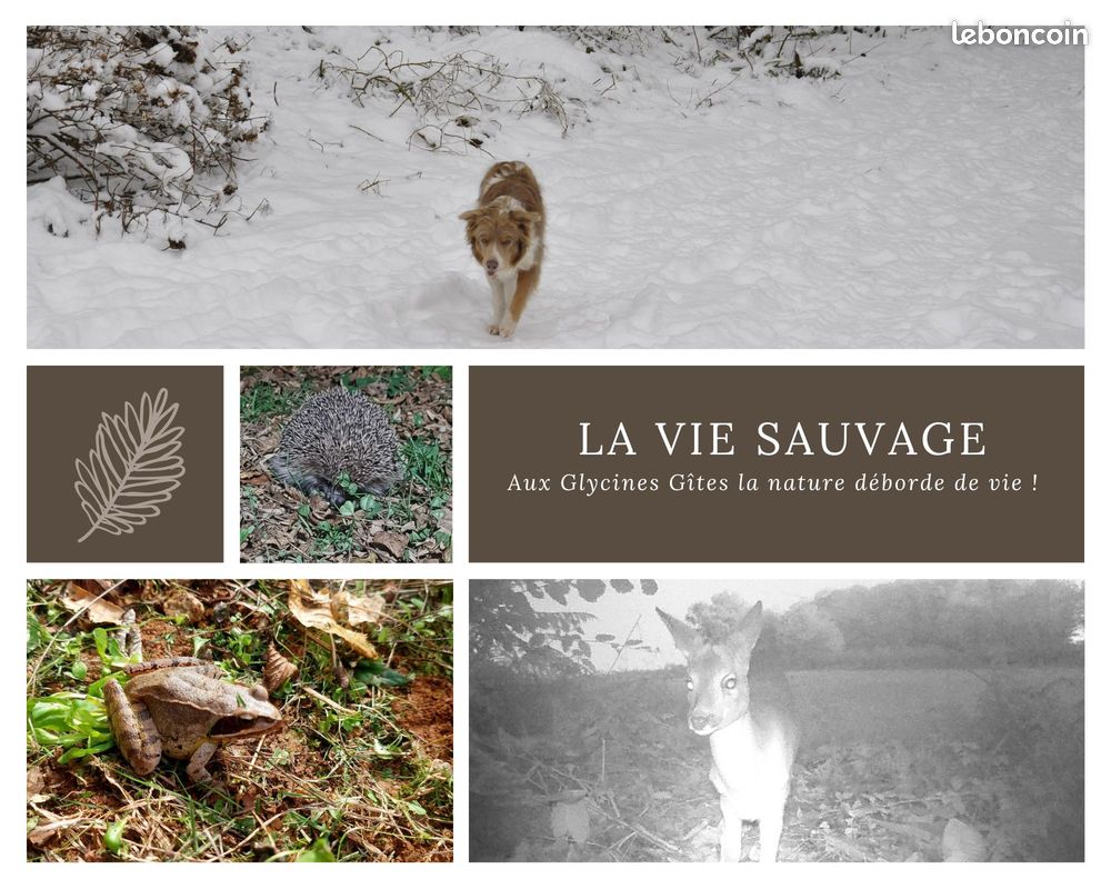 Les Glycines Gîtes (image 7)