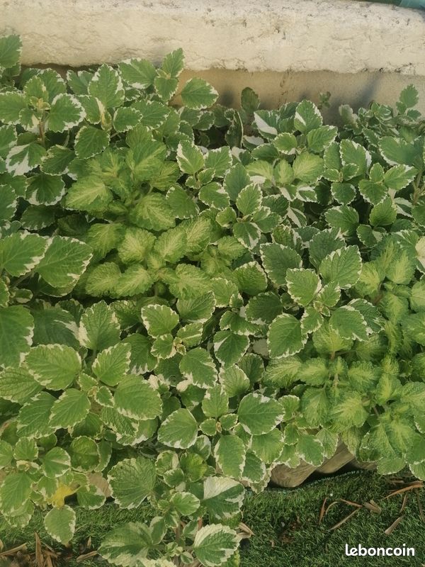 Plante anti moustiques Coleus (image 1)