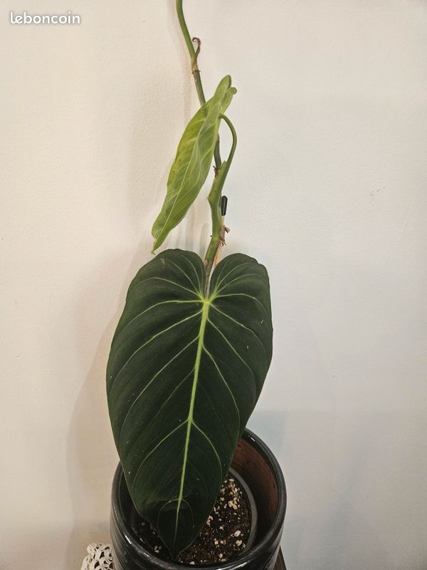 heart leaf philodendron care Cordatum Variegated main image 0