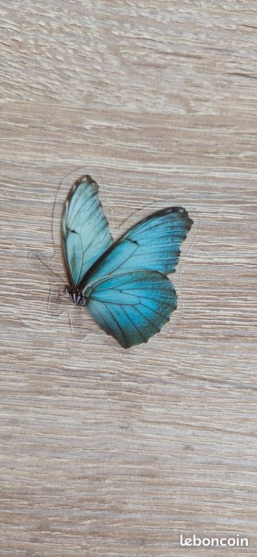 6 pièces/paquet PET coquille lumière autocollant Pack papillon cristal lueur sér