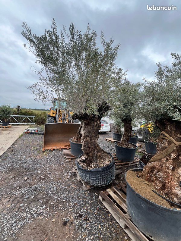 Oliviers Olea Europaea (image 6)